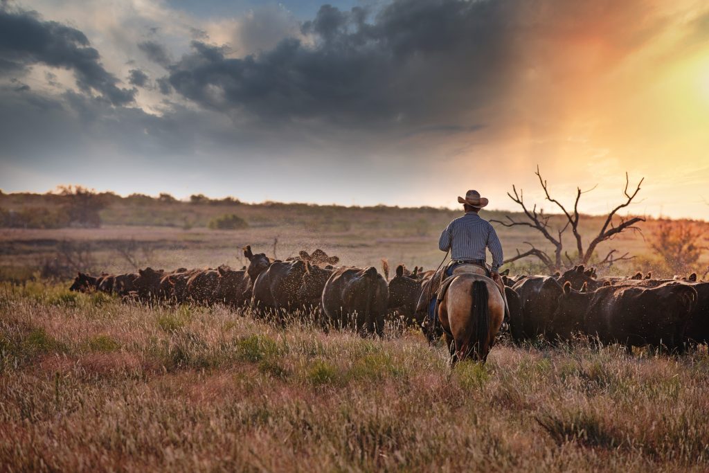 Texas Cowboy herding cattle across land possibly impacted by Texas wildfires